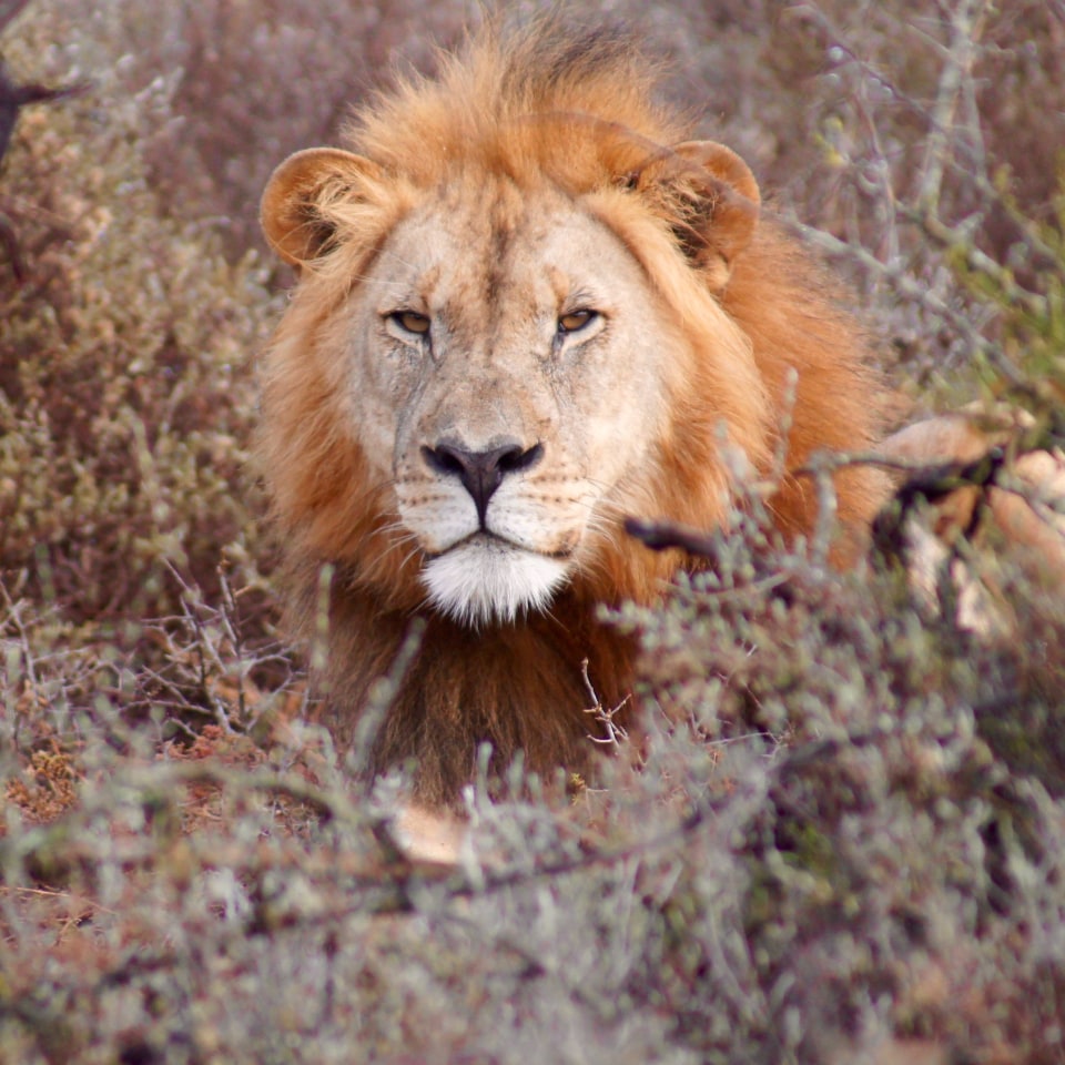 Highlights von Südafrika